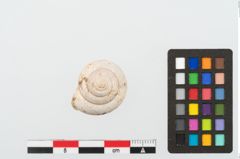 Foto von Schneckengehäuse (NHMW-PRAE-002237c)